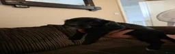 Cocker Spaniel dogs for sale: Beautiful cocker spaniel puppies - Advert 23