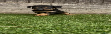 Lakeland Terrier 5