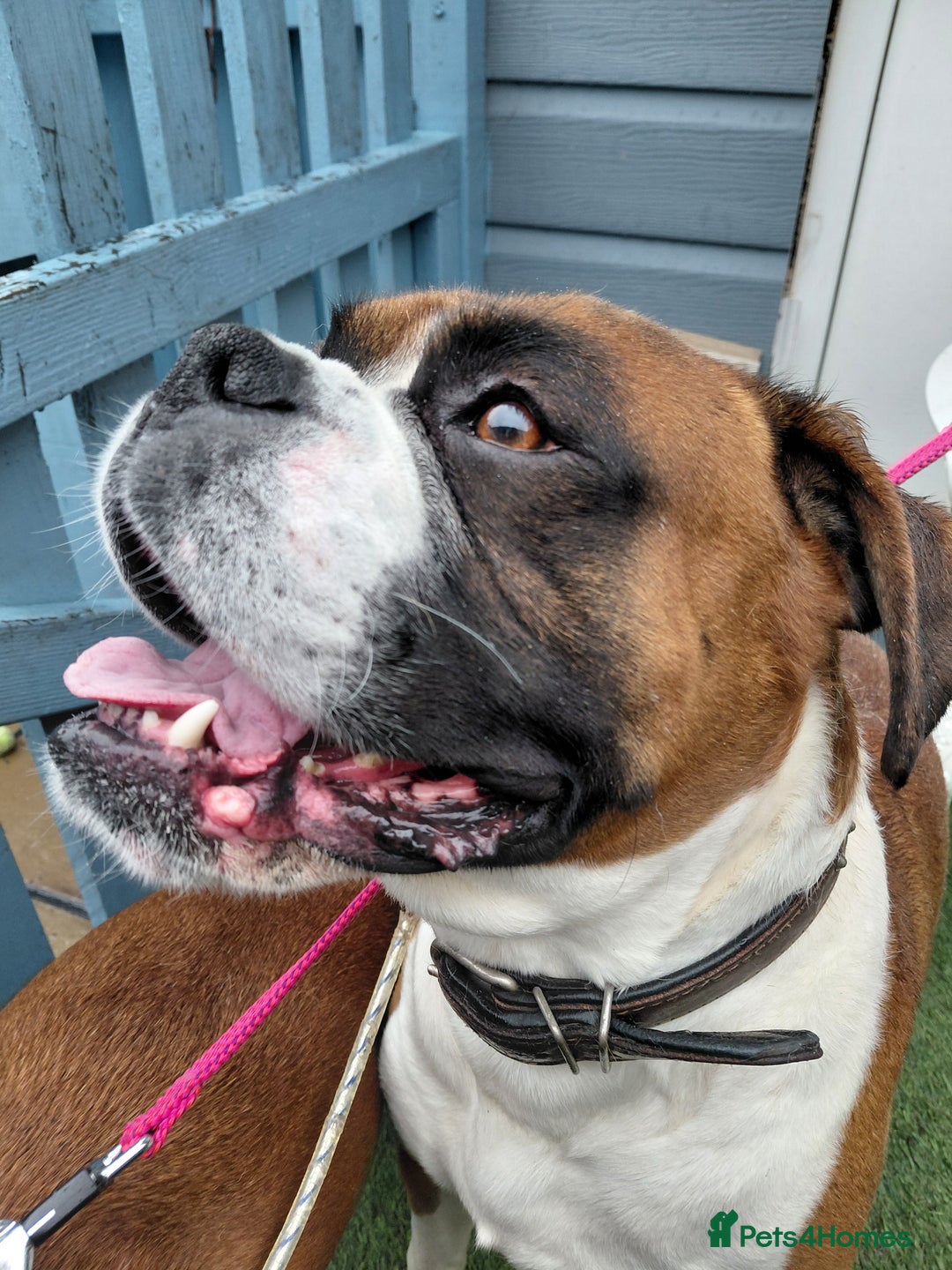 Boxer dogs for stud: KC and Heart scored Boxer stud - Advert 8