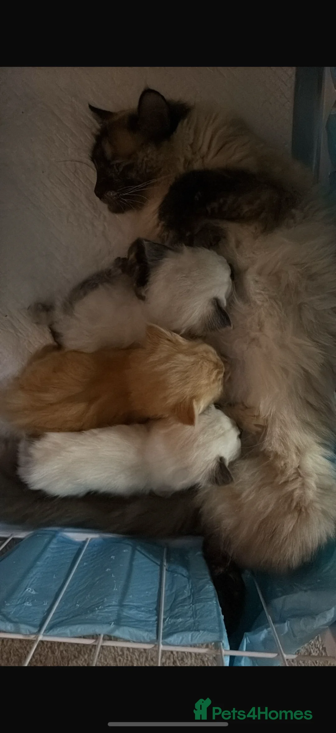 Mixed Breed cats for sale: Beautiful Ragdoll Kittens for Sale – Ready Soon 🐾 - Advert 2