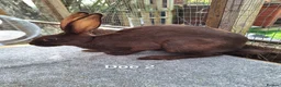 Belgian Hares rabbits for sale: Young pure bred hares for sale - Advert 4