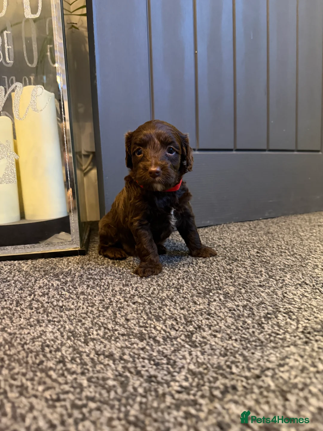 Cockapoo dogs for sale: Beautiful cockapoo puppies  - Advert 8