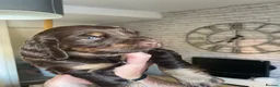 Cocker Spaniel dogs for sale: Cocker spaniel puppies  - Advert 2