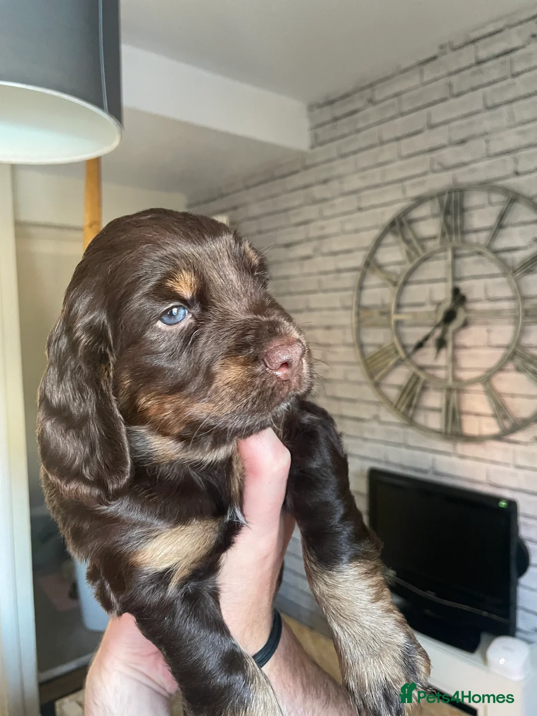 Cocker Spaniel dogs for sale: Cocker spaniel puppies  - Advert 2