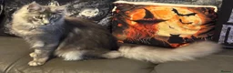 Maine Coon cats for sale: Reduced TICA Xl Maine coon Kitten active possible  - Advert 18