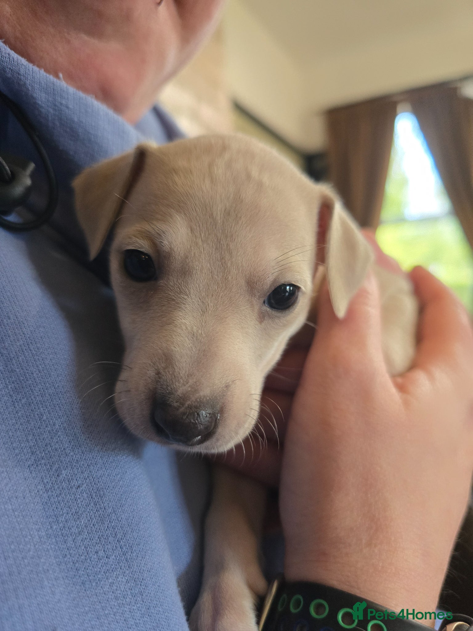 Mixed Breed dogs Wiggy puppies-Italian Greyhound x Whippet - Advert 2