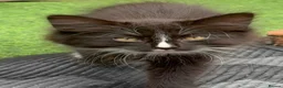 Mixed Breed cats for sale: Beautiful fluffy friendly babies - Advert 15