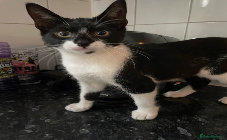 Mixed Breed cats - Advert 1