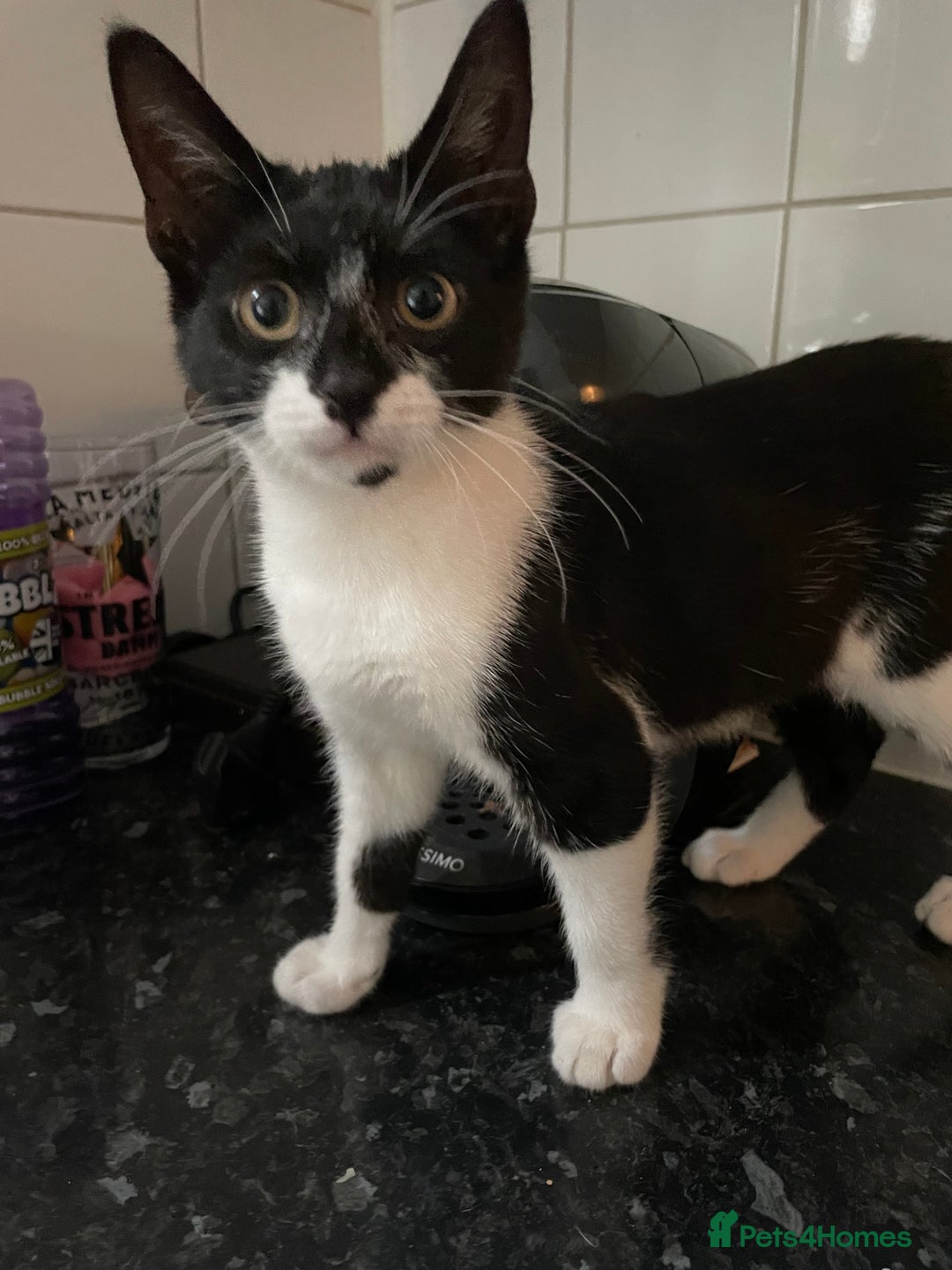 Mixed Breed cats for sale: Kitten and mother rehome Asap.  - Image 1