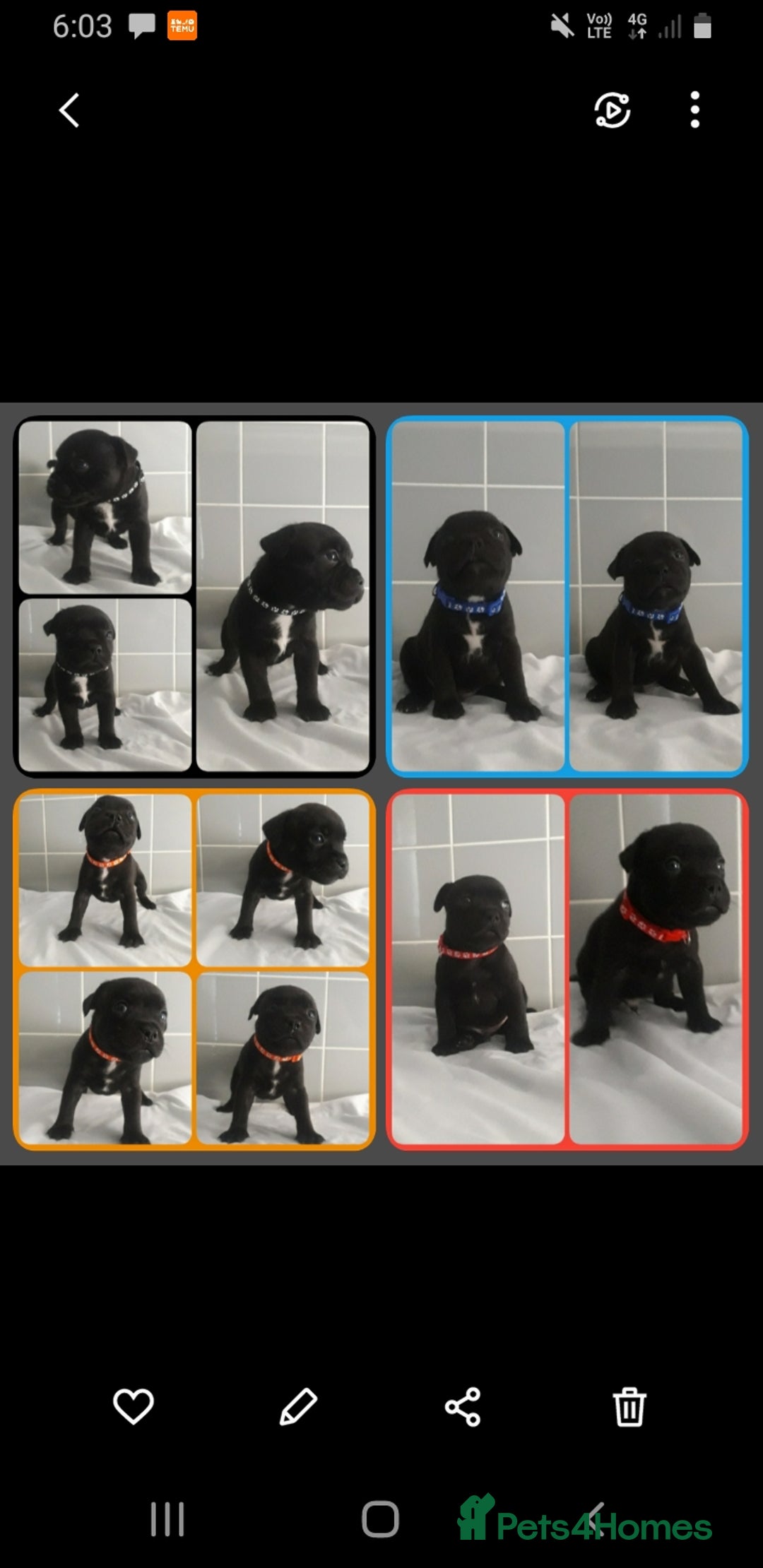 Staffordshire Bull Terrier dogs for sale: Genesis planned mating  - Image 3