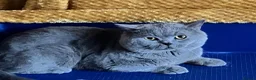 British Shorthair cats for sale: GCCF registered ChampionBloodline 5GENpedigree BSH - Advert 9