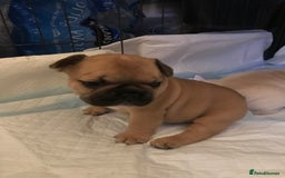 French Bulldog dogs for sale:  French bulldogs from £850 to £1700 in Liverpool - Image 24