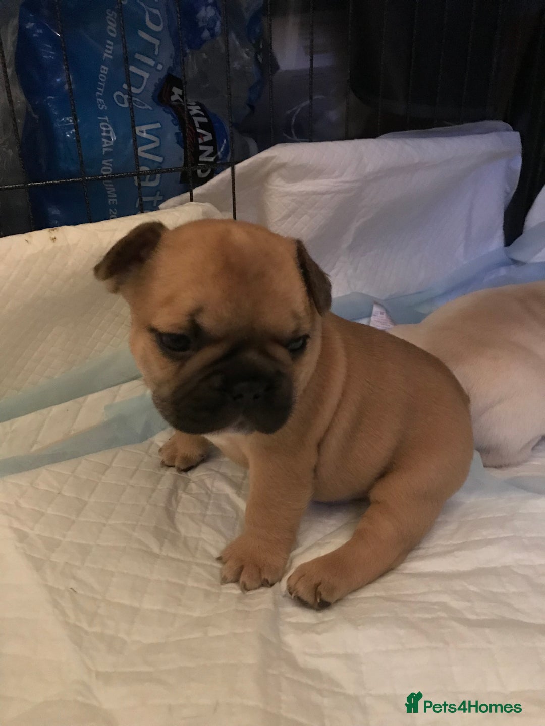 French Bulldog dogs for sale:  French bulldogs from £850 to £1700 in Liverpool - Image 24