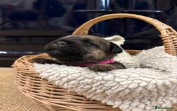 Border Terrier dogs for sale: Gorgeous Border Terrier Puppies looking for homes - Image 18