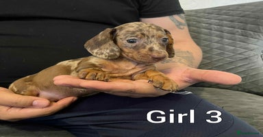 Miniature Dachshund dogs - Advert 2