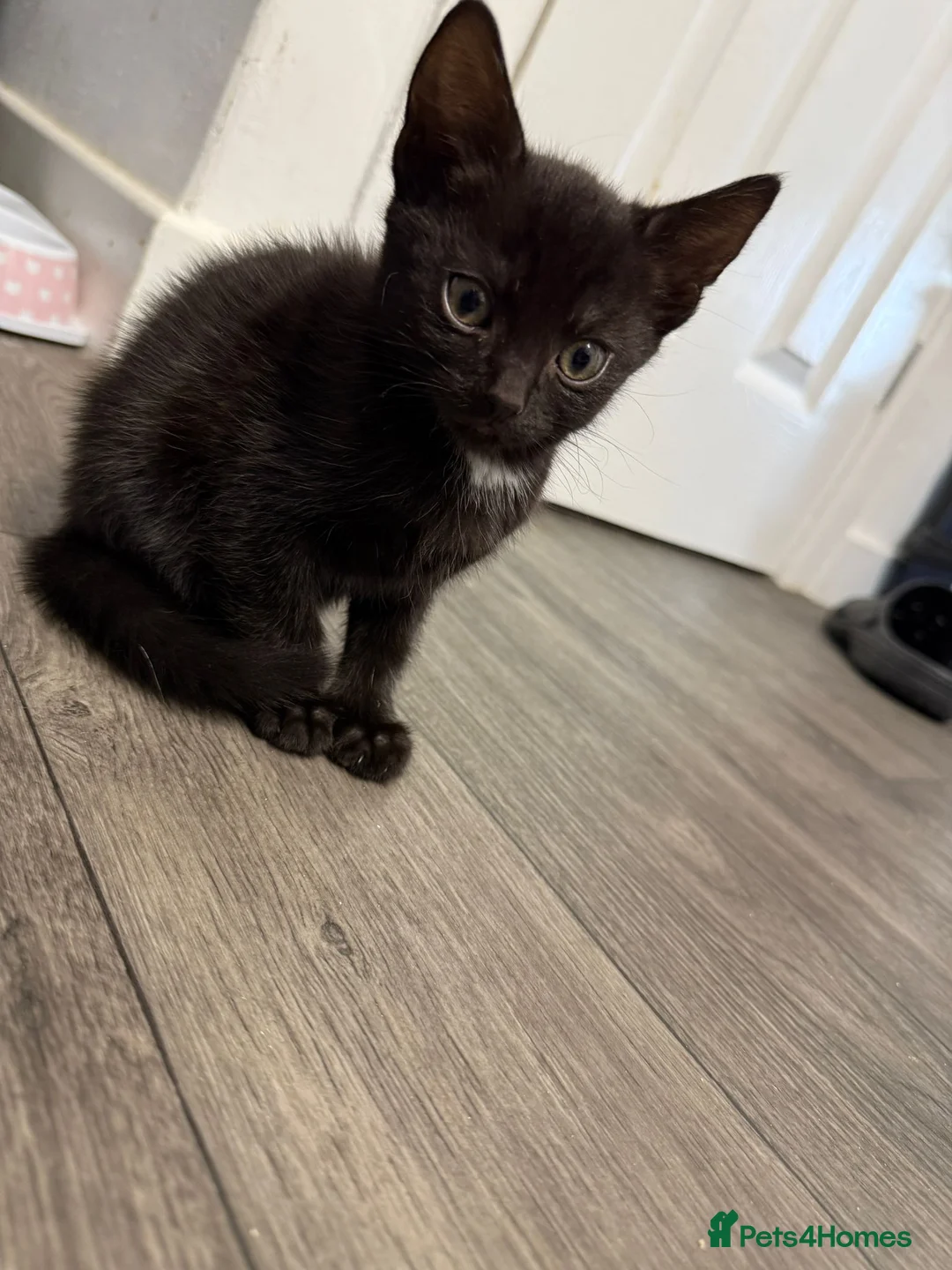 Mixed Breed cats for sale: Female kittens in Middlesbrough - Advert 4