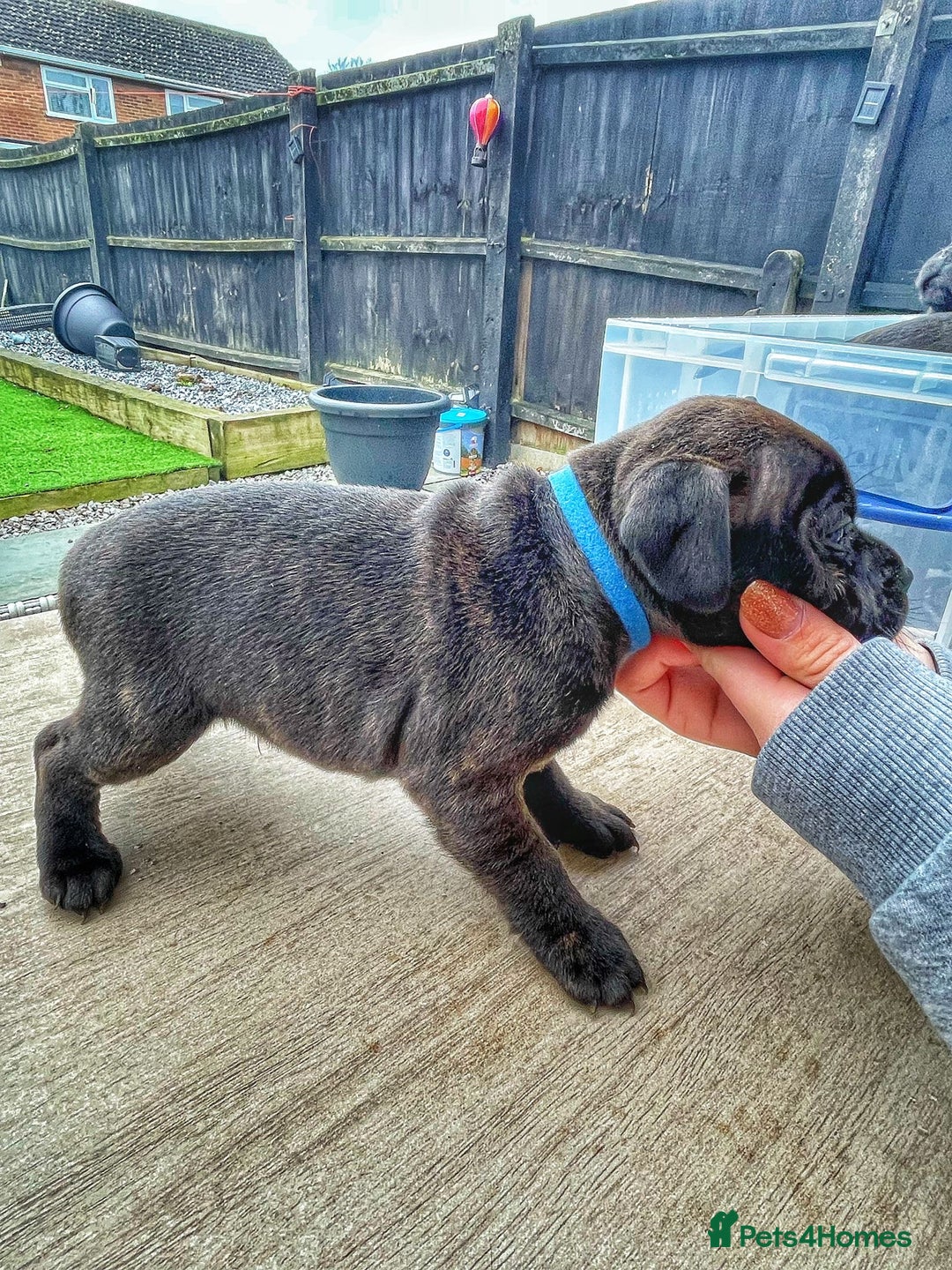 Staffordshire Bull Terrier dogs for sale: Staffordshire bull terrier puppies - Advert 8