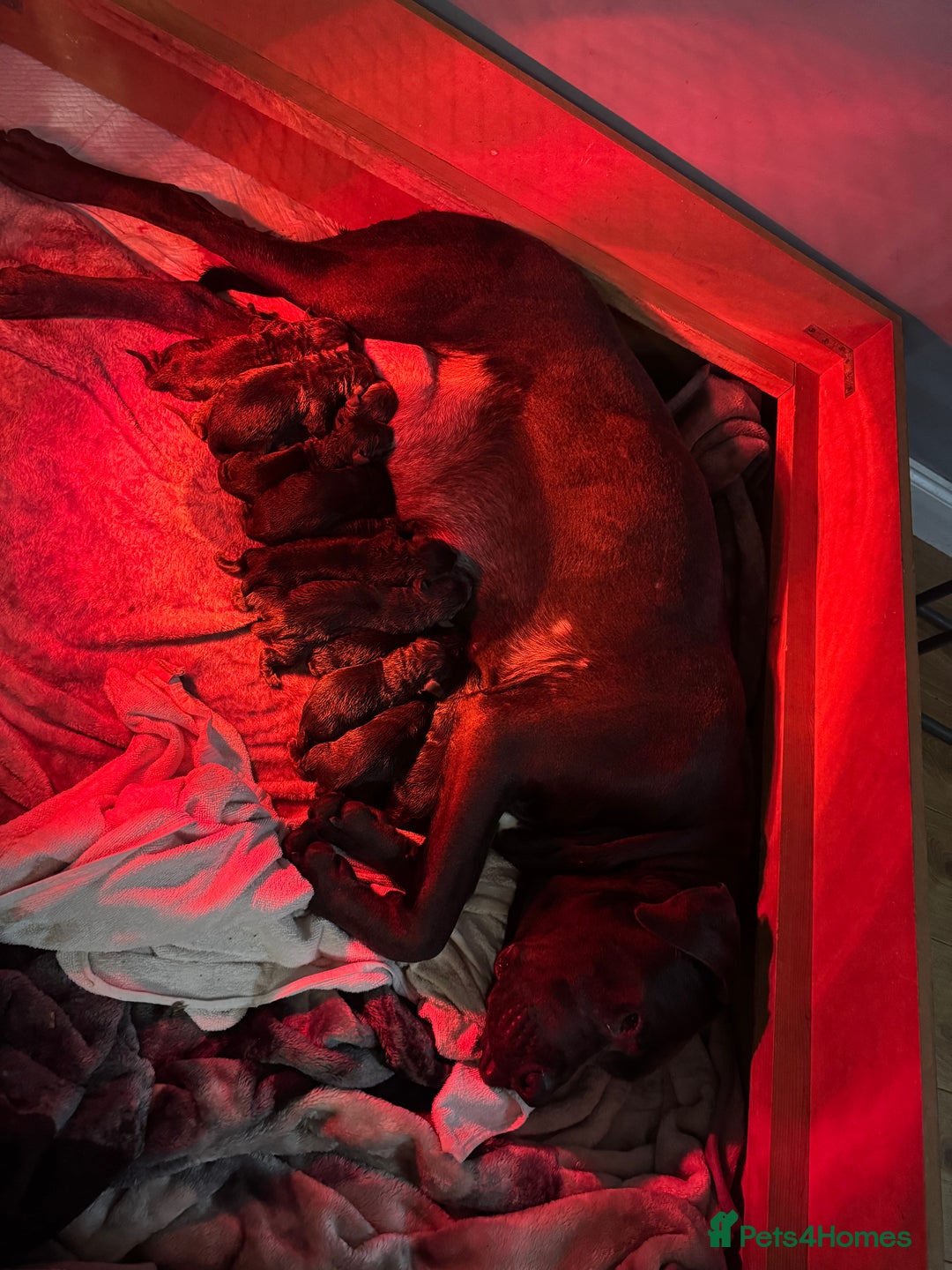 Cane Corso dogs for sale: Cane corso puppies - Advert 2