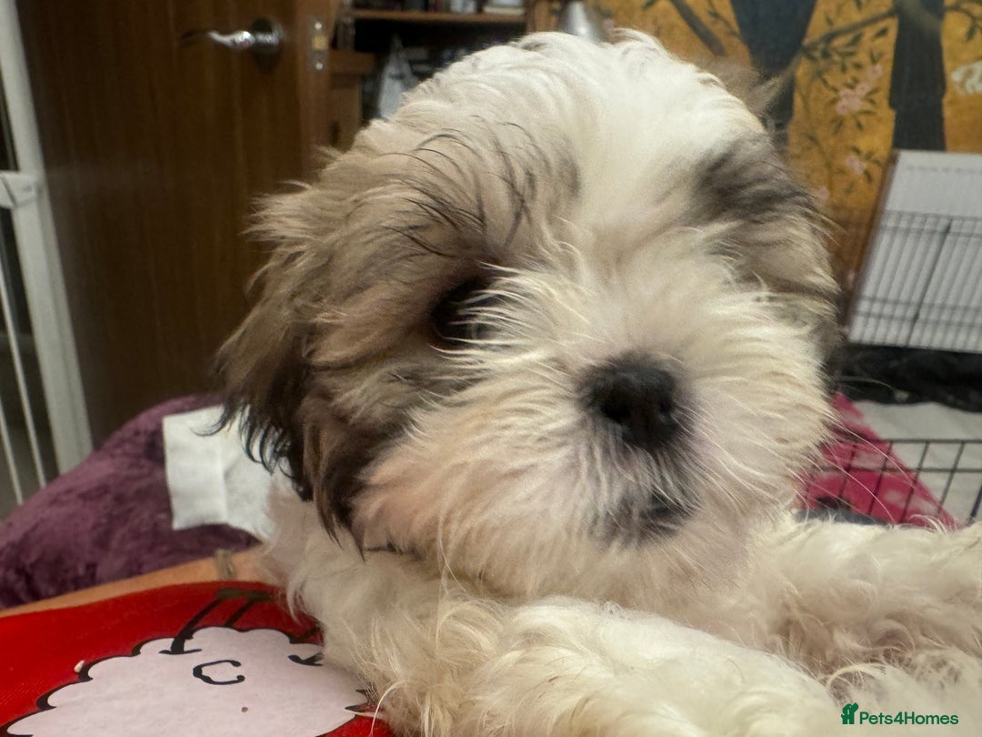 Malshi dogs for sale: Beautiful Shih tzu x Malshi puppies  - Image 8