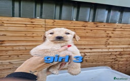 Labradoodle dogs for sale: F1b labradoodle,  back cross to a labrador - Image 3