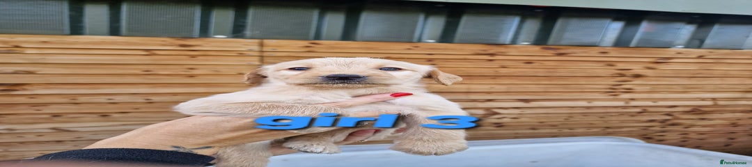 Labradoodle Puppy 3
