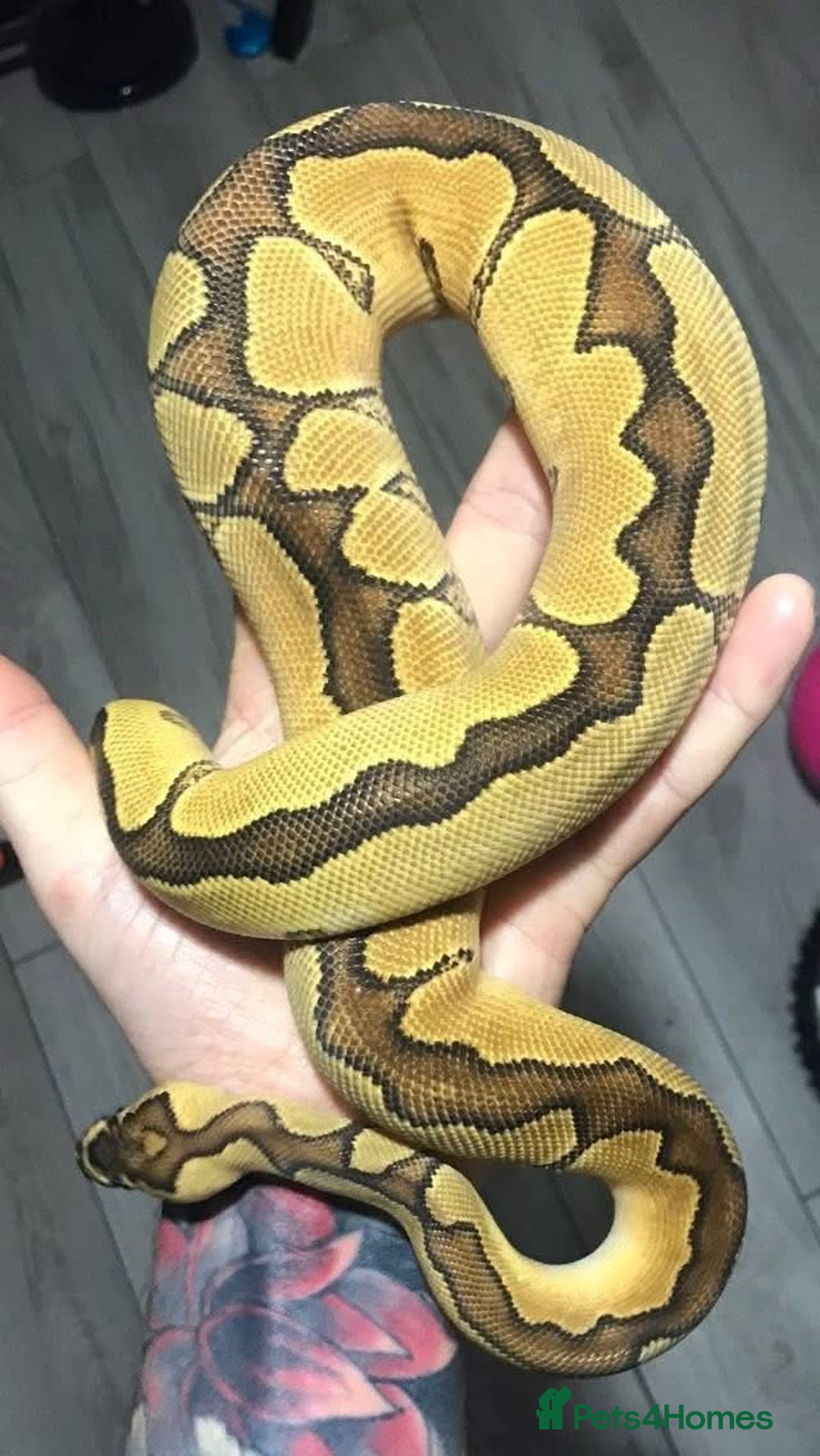 Python Snake reptiles for sale: Ball pythons both sexes  in Peterlee - Image 10