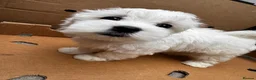 Maltese dogs for sale:   Maltese boys  - Advert 14