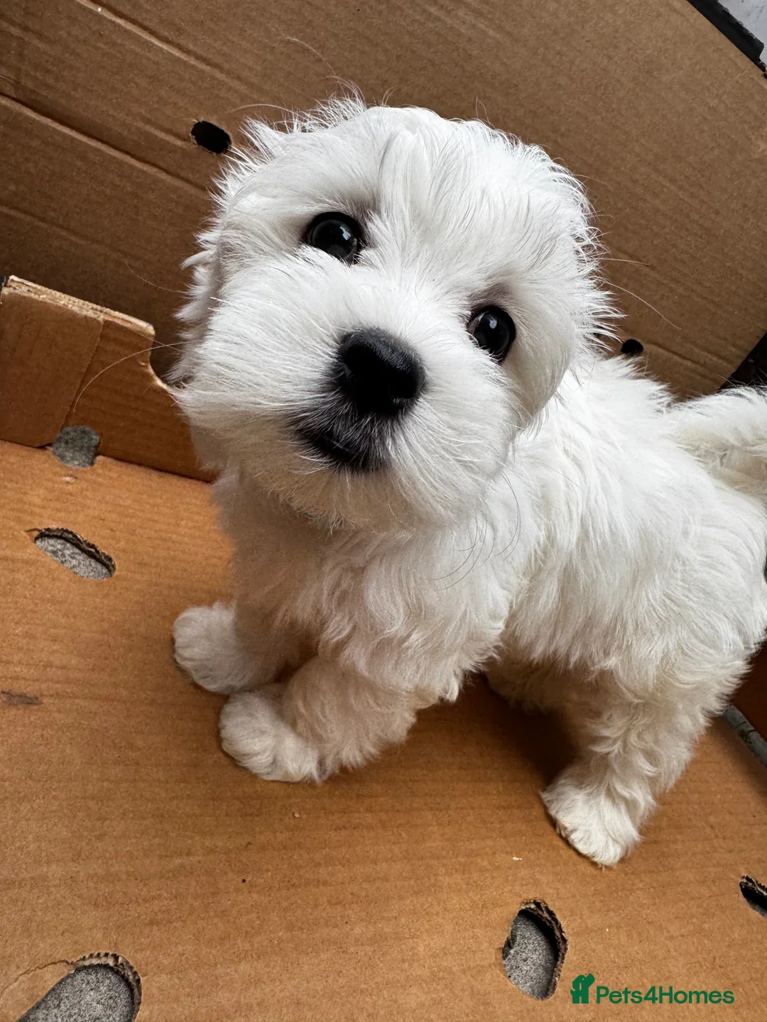 Maltese dogs for sale:   Maltese boys  - Advert 14