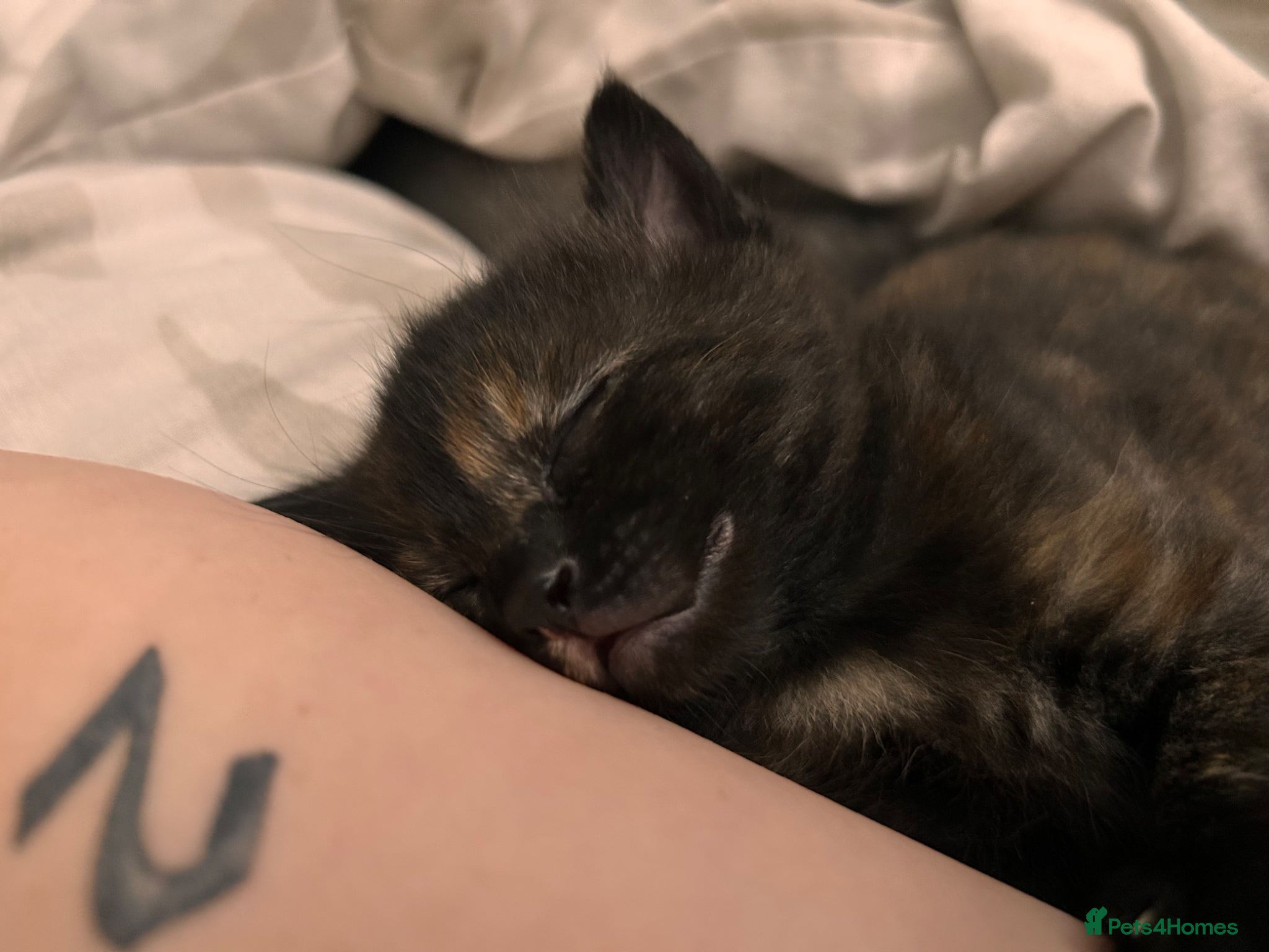 Mixed Breed cats Last kitten looking for her forever home  - Advert 1