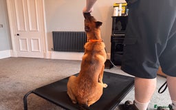 Belgian Shepherd Dog dogs for sale: Kairo - Urgent Rehome - Image 16