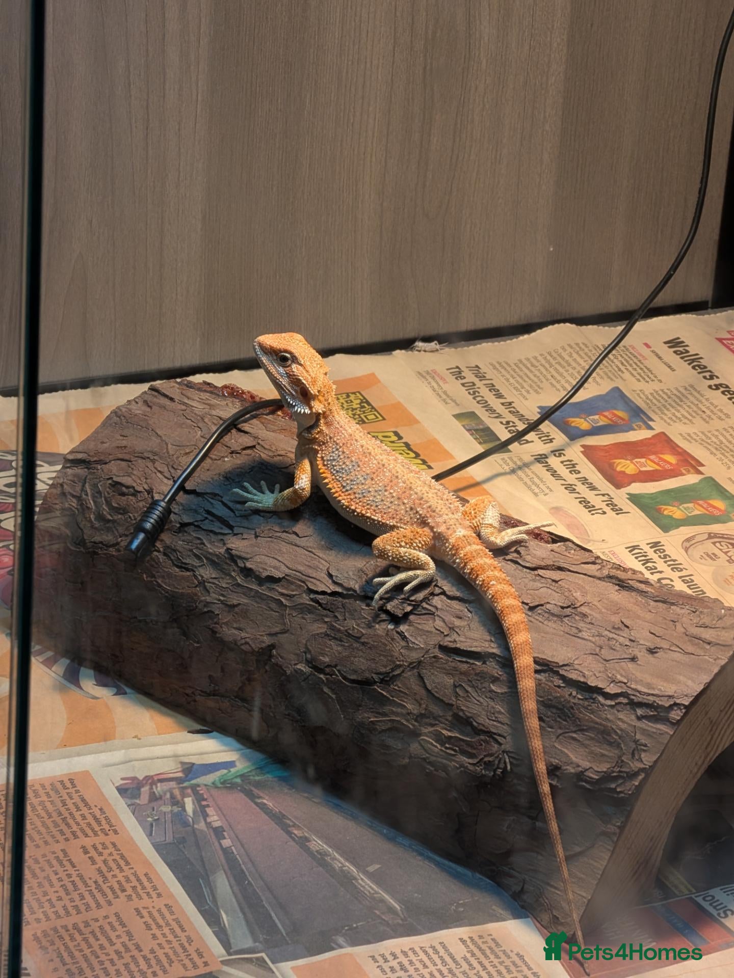 Bearded Dragon reptiles Bearded dragon juvenile  - Advert 1
