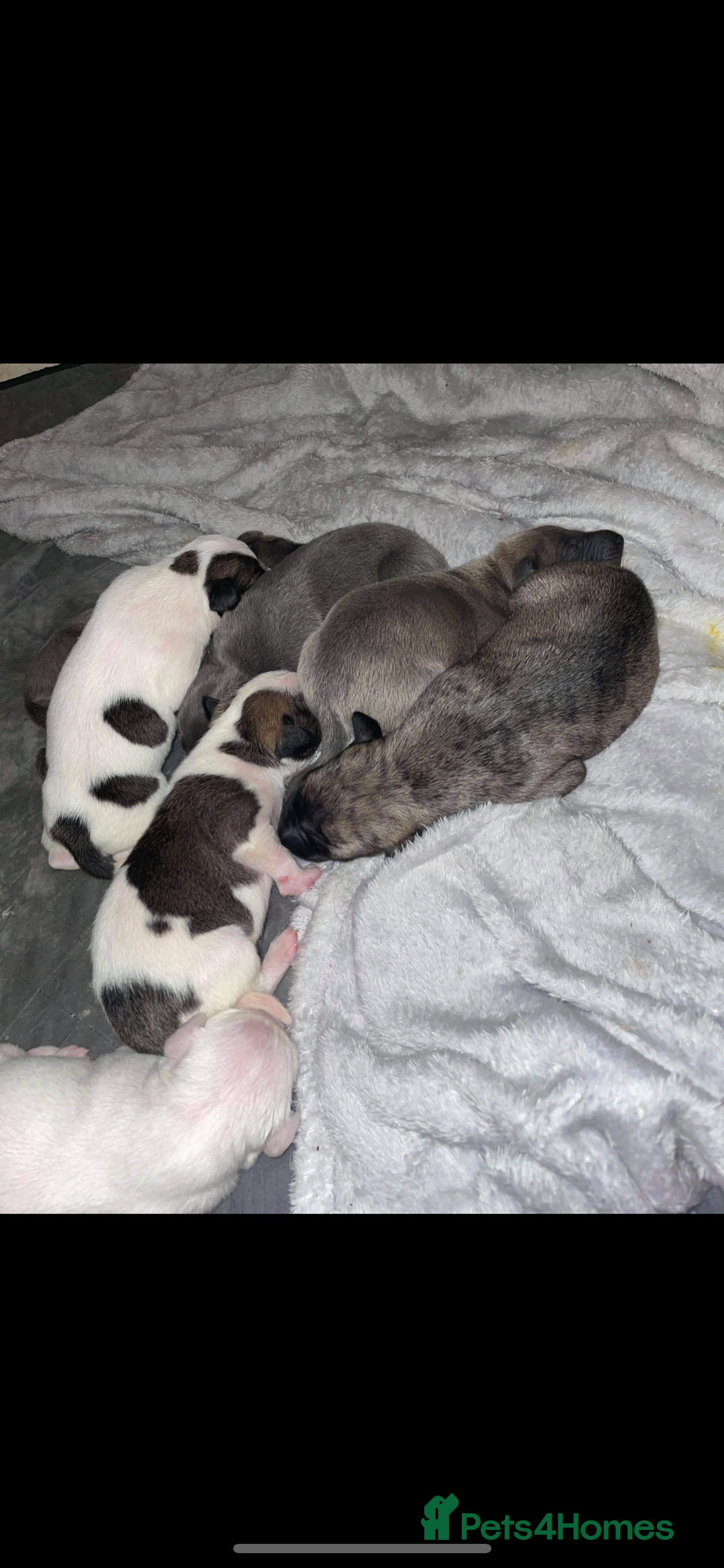 Whippet dogs for stud: PROVEN PEDIGREE WHIPPET FOR STUD in Doncaster - Image 5