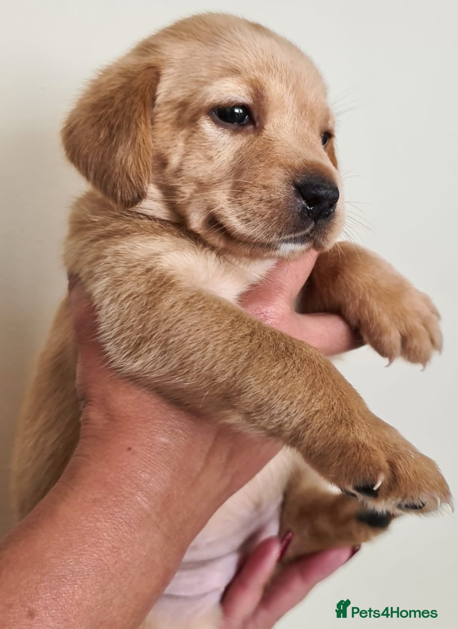 Labrador Retriever dogs Stunning Labrador Puppies!  - Advert 2