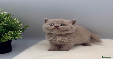 British Shorthair cats - Advert 5