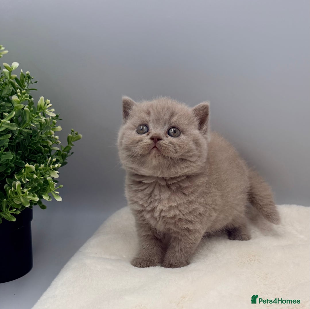 British Shorthair cats for sale: PEDIGREE REGISTERED CHUNKY BRITISH SHORTHAIRS  - Image 3