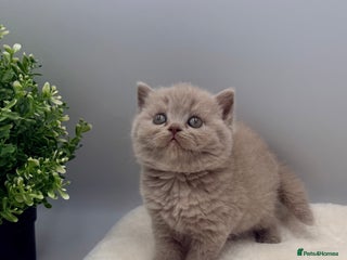British Shorthair cats PEDIGREE REGISTERED CHUNKY BRITISH SHORTHAIRS - Advert 13