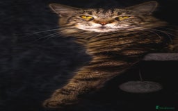 Maine Coon cats for sale: Adult mainecoon female 5 years old needs new home  - Image 10