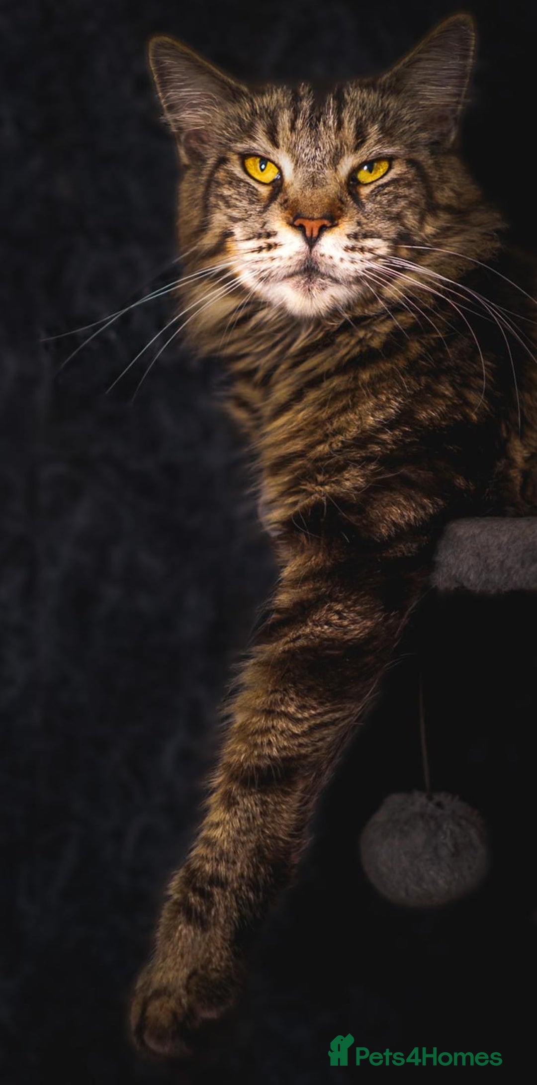 Maine Coon cats for sale: Adult mainecoon female 5 years old needs new home  - Image 10