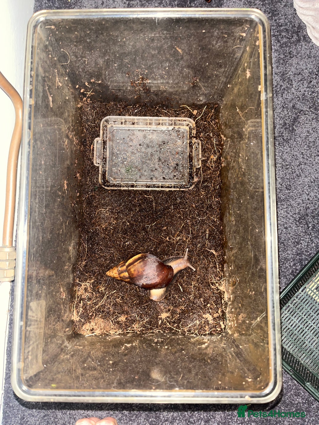 Snails invertebrates for sale: Giant African land snail  - Advert 2