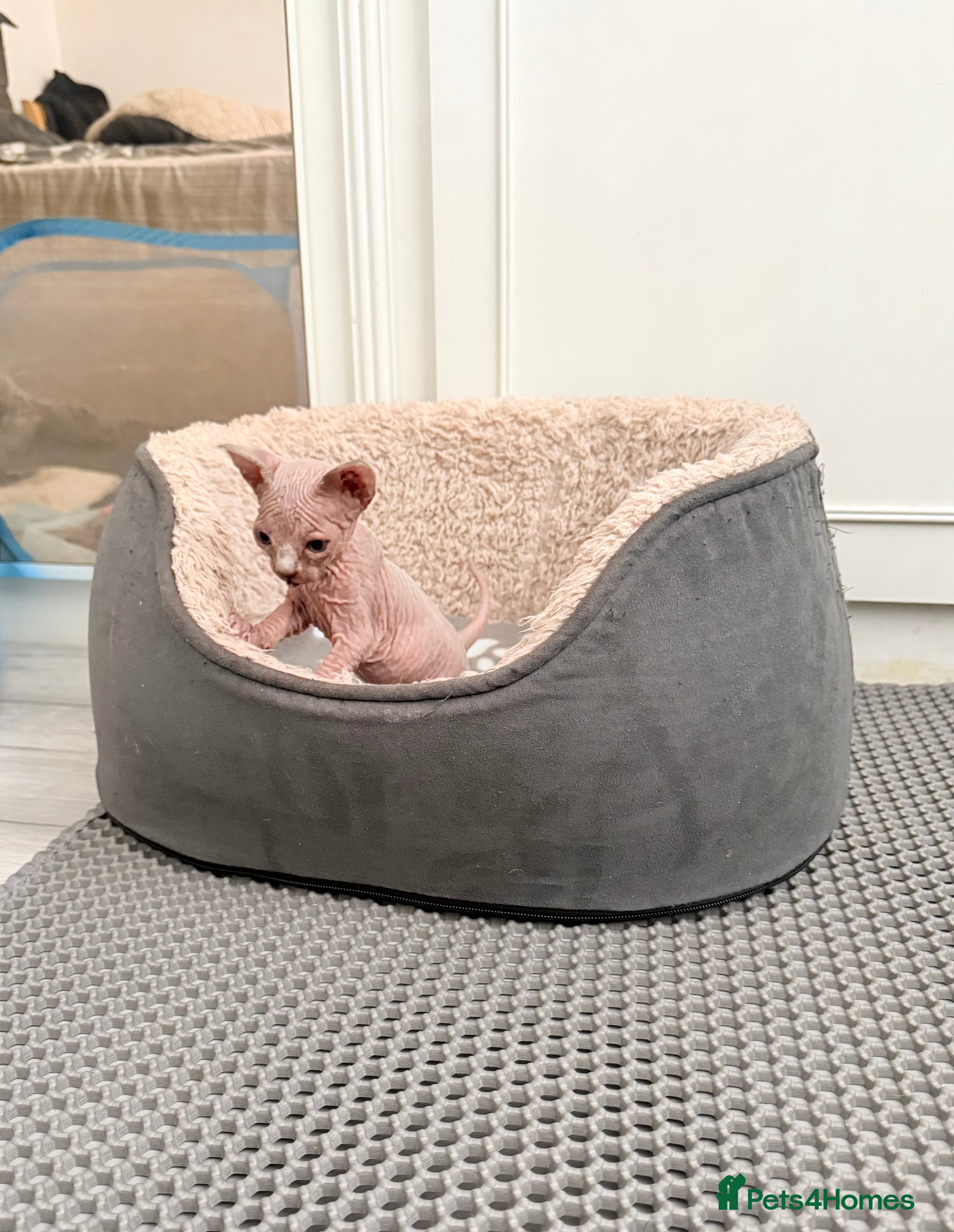 Sphynx cats TICA REGISTERED Sphynx Kittens for Sale - Advert 4