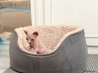 Sphynx cats TICA REGISTERED Sphynx Kittens for Sale - Advert 4