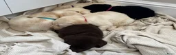 Labrador Retriever dogs for sale: 6 labrador puppies - Advert 10