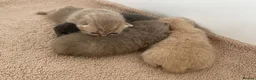 British Shorthair cats for sale: STUNNING LILAC TICKED TABBY GCCF FEMALE KITTENS  - Advert 25