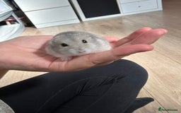 Hamster rodents for sale: Male dwarf hamster and full cage set up - Image 2