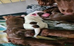 Sprocker dogs for sale: Sprockers  - Image 15