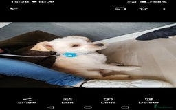 Mixed Breed dogs for sale: Patterdale mix - Image 21