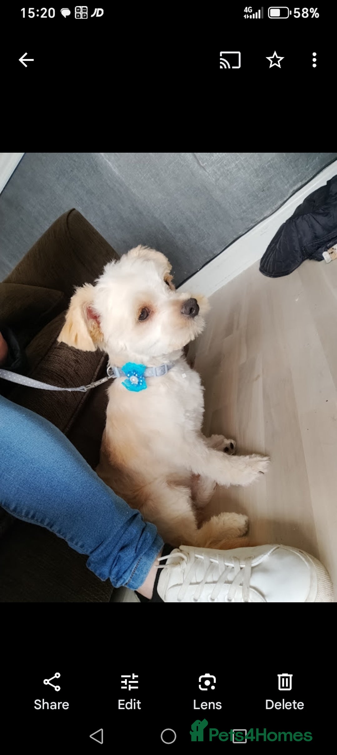 Mixed Breed dogs for sale: Patterdale mix - Image 21