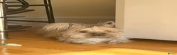 Angora rabbits for sale: Benny the bunny in London - Advert 3