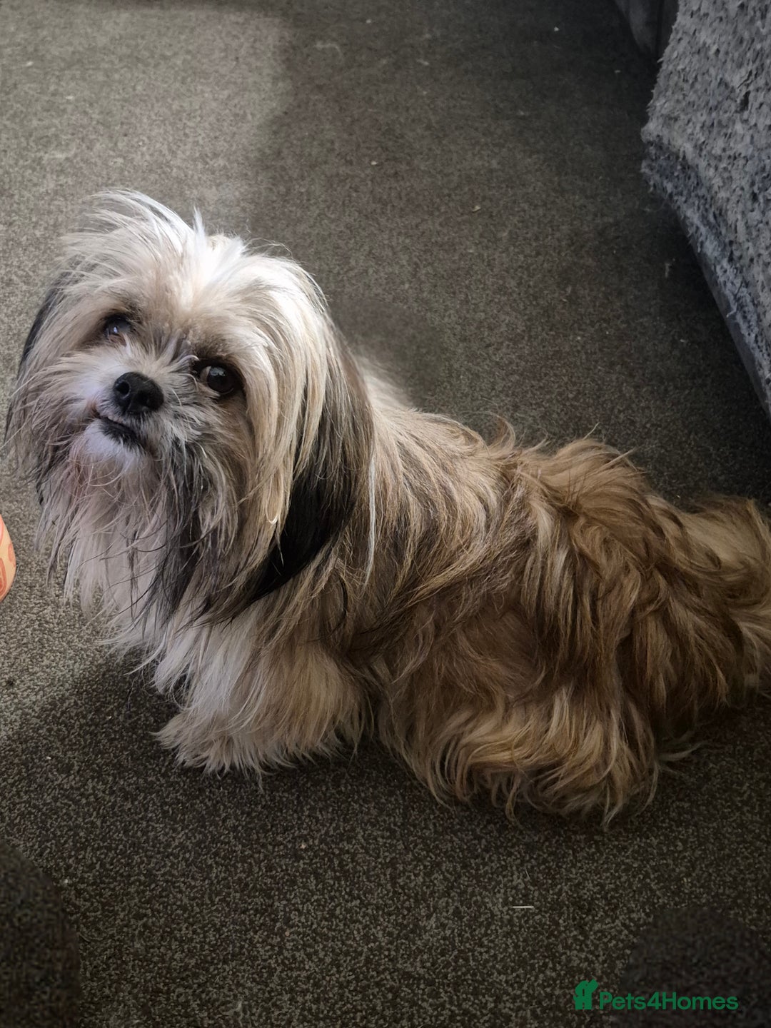 Malshi dogs for sale: 5 beautiful puppies  - Advert 3