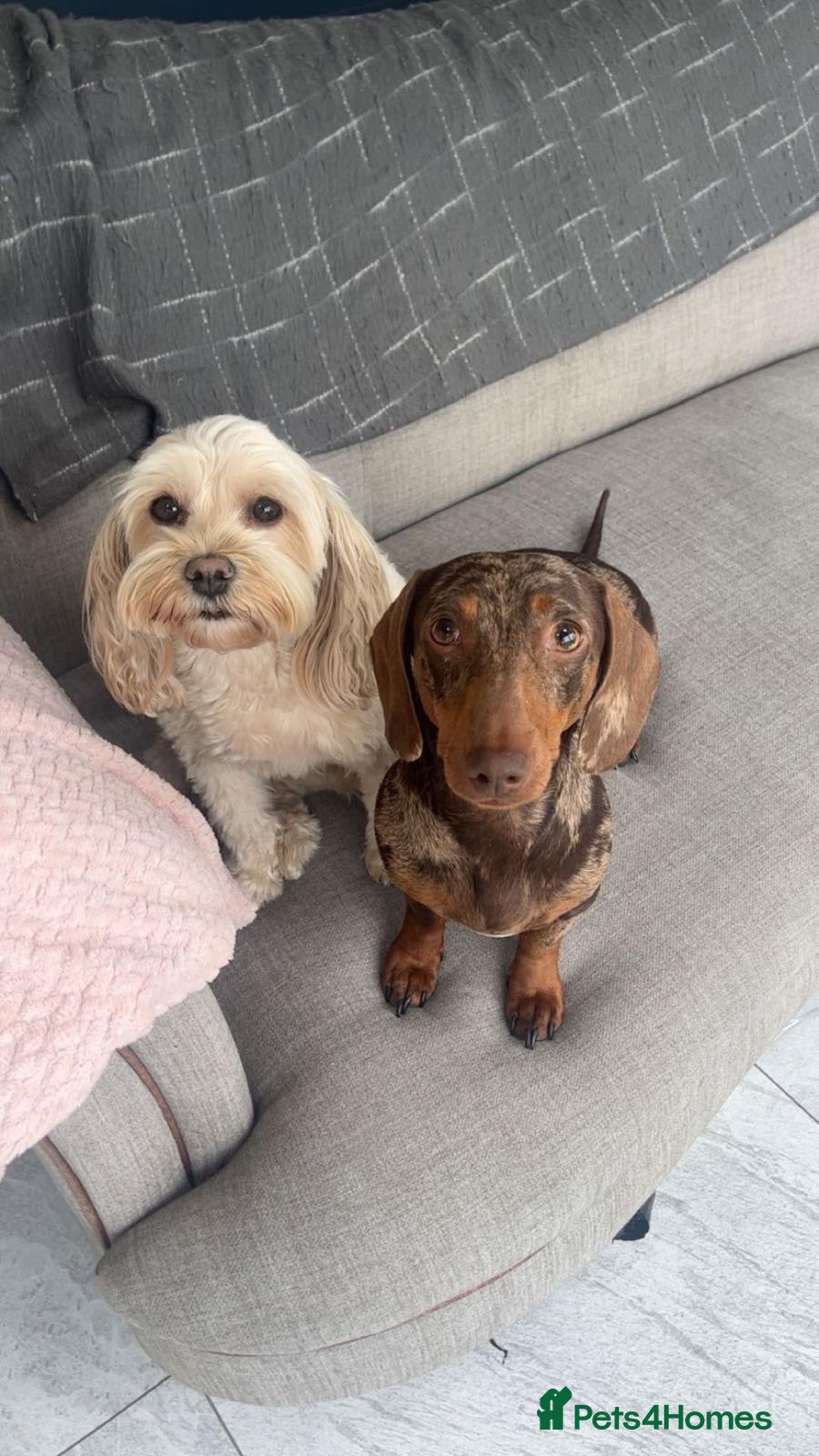 Miniature Dachshund dogs Mini dachshund Roxy - Advert 1